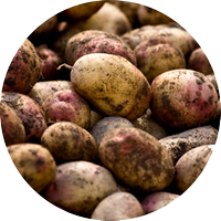 Närbild på potatis. Länkar till informationssidor om potatis.