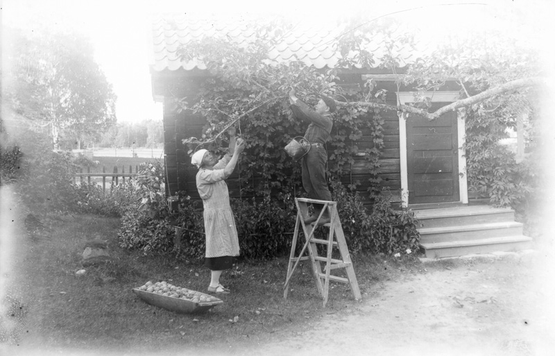 svartvitt fotografi med man och kvinna som plockar äpplen från träd