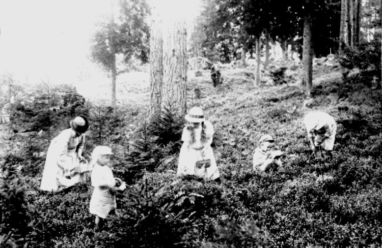 svartvitt fotografi med människor som plockar blåbär i skog