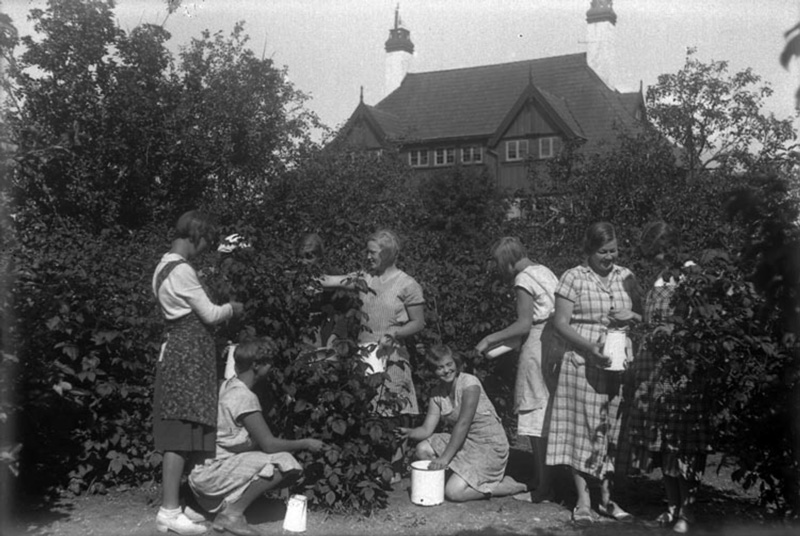 svartvitt fotografi av en samling flickor som plockar hallon från hallonbuskar
